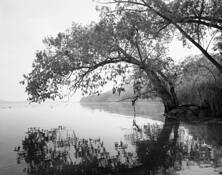 Armed_willow_over_north_bay
