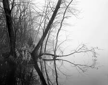 Fog