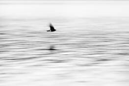 Hunting_swallow