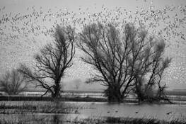 Birds___trees