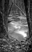 Down_the_stream