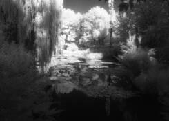 Monet_s_garden