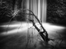 Pantha_rei_1b2_-_roots