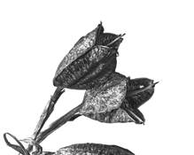 Dried_plant_1