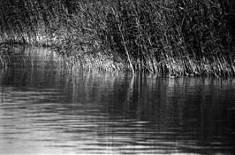 Reed