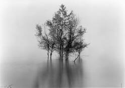 On_the_batture_seven_and_a_half_trees