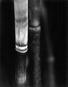 Bamboo_song_10