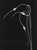 Garlic_dance_1