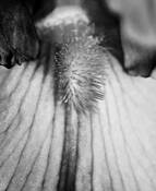 Iris_petal