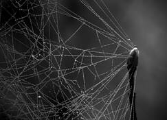 Web_on_spring_bud