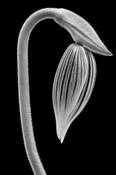Lady_slipper
