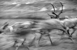 Running_reindeer