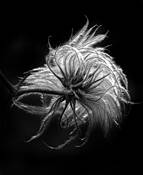 Seedpod