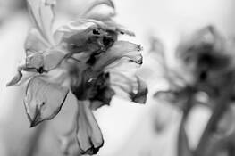 Autumn_tulip