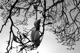 Silent_magnolia