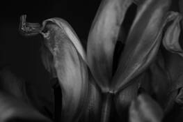 Tulips__2