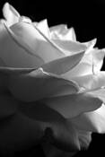 Mrs__g_s_rose