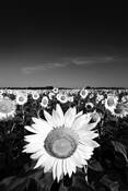Sunflower_field