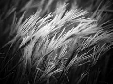 Winter_wheat_1