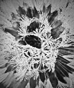 Dandilion_dew