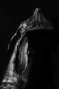 Black_beauty
