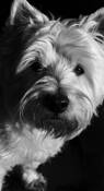 Bogey