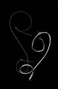 Nature_s_rune