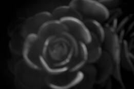 Pinhole_succulent