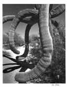 Saguaro_cactus