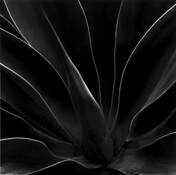 Agave