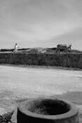 Morning_in_galle