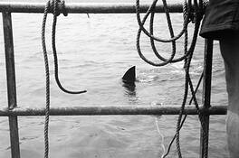 Waiting_for_jaws__cape_town