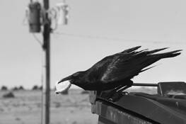 Thief