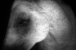 Cavalier_no_1