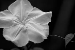 Moonflower