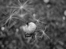 Dandelion_2_jpg