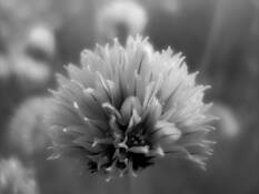 Dandelion_jpg