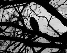 Wise_old_owl