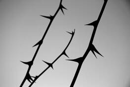 Winter_thorns