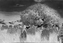 Tree_of_hope