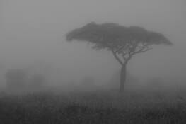 Acacia_in_mis