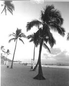 Palms