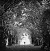 Tunnel_of_bamboo