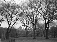 Skyline_through_the_park
