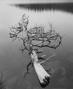 Tree_on_echo_lake