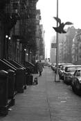 Street_scene__with__pigeon