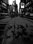 Flock_at_times_square