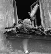 My_pigeons