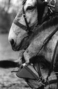 Lavender_mules