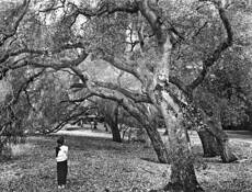 Girl_and_oaks